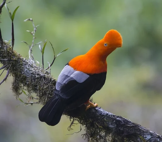 Andean Cock-of-the-Rock.