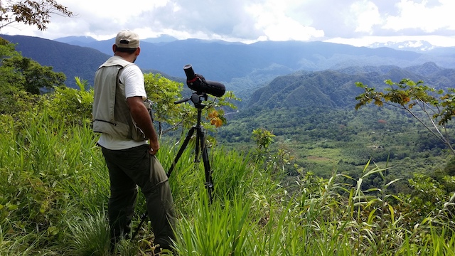  Henry looking out over a vista  Our Peru North guide Henry Pinedo was fantastic! He knew every bird and every bird call and could point out new and very cool birds everywhere we went! 