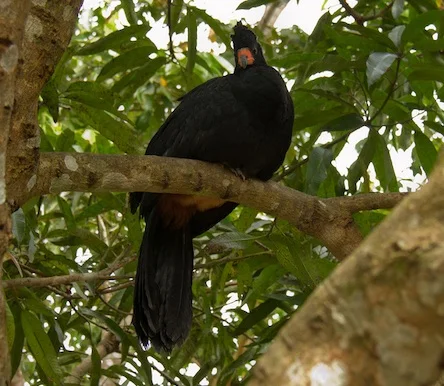 Wattled Curassow