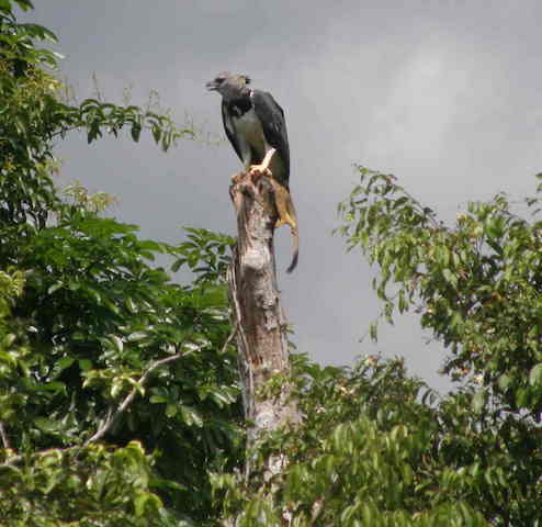 Allpahuayo-Mishana & Pacaya-Samiria 6D - Harpy Eagle with Monkey.JPG