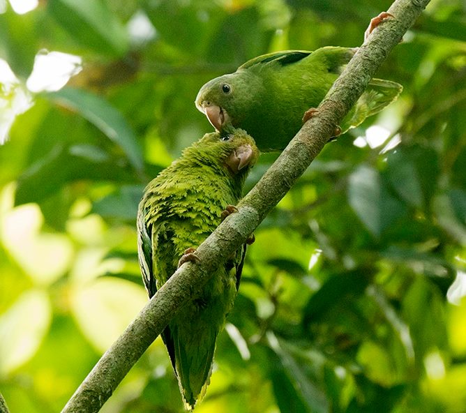 Allpahuayo-Mishana &amp; Pacaya-Samiria Birding 6D