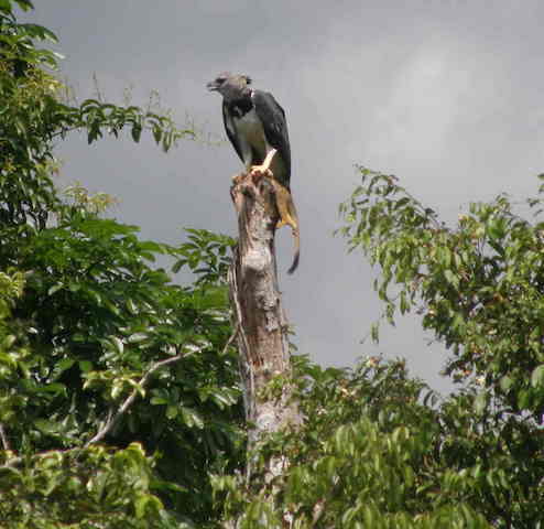 Allpahuayo-Mishana &amp; Pacaya-Samiria Birding 6D