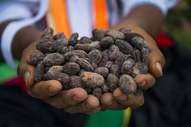 Cacao in Northern Peru - Tarapoto - Cocoa Beans.jpg