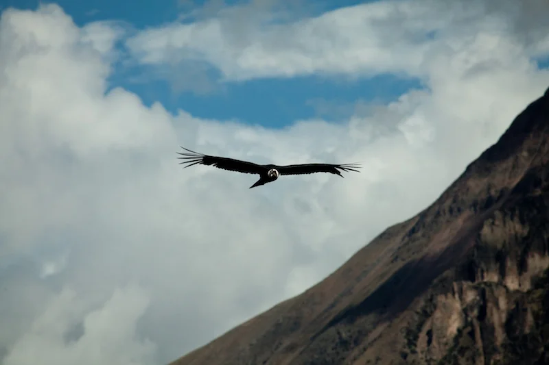 Colca Canyon is well-known for its condor population.