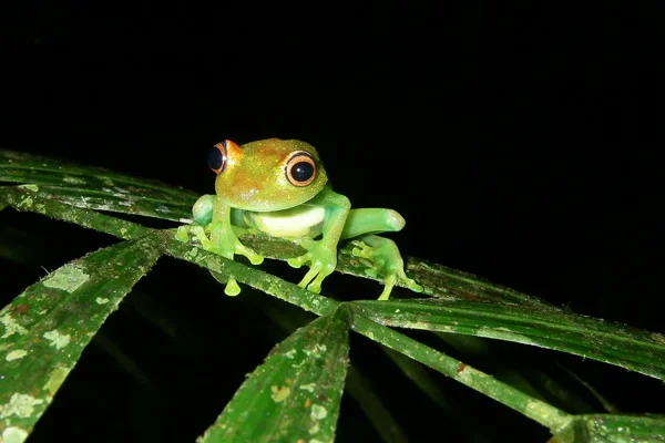 Peru’s cloud forest is home to multiple species of tree frog.