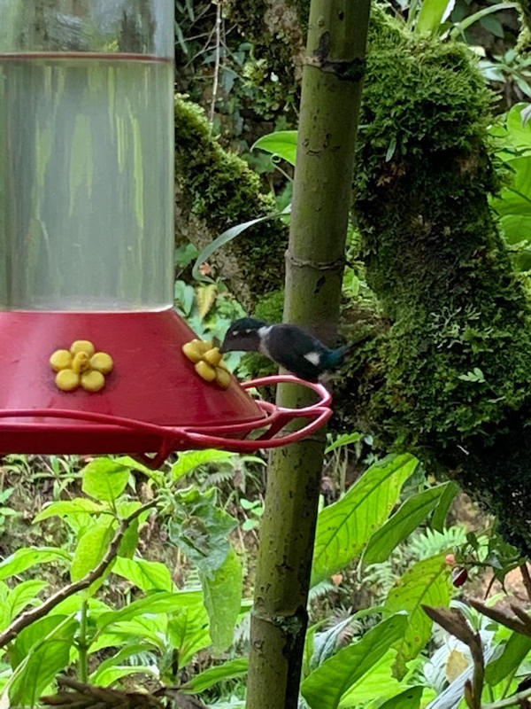 Elizabeth Harrold - Peruvian Amazon Blog - Hummingbird Feeder.jpg