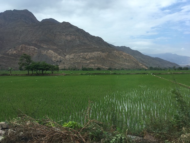 Eckett x 3 - Northern Peru trip - Rice Field near Trujillo.jpeg