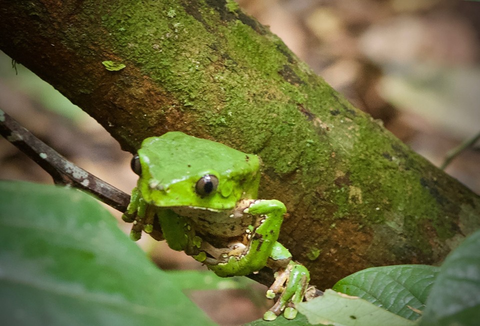Walter x 2 Testimonial - Pacaya-Samiria Amazon Lodge - Green Frog.jpg