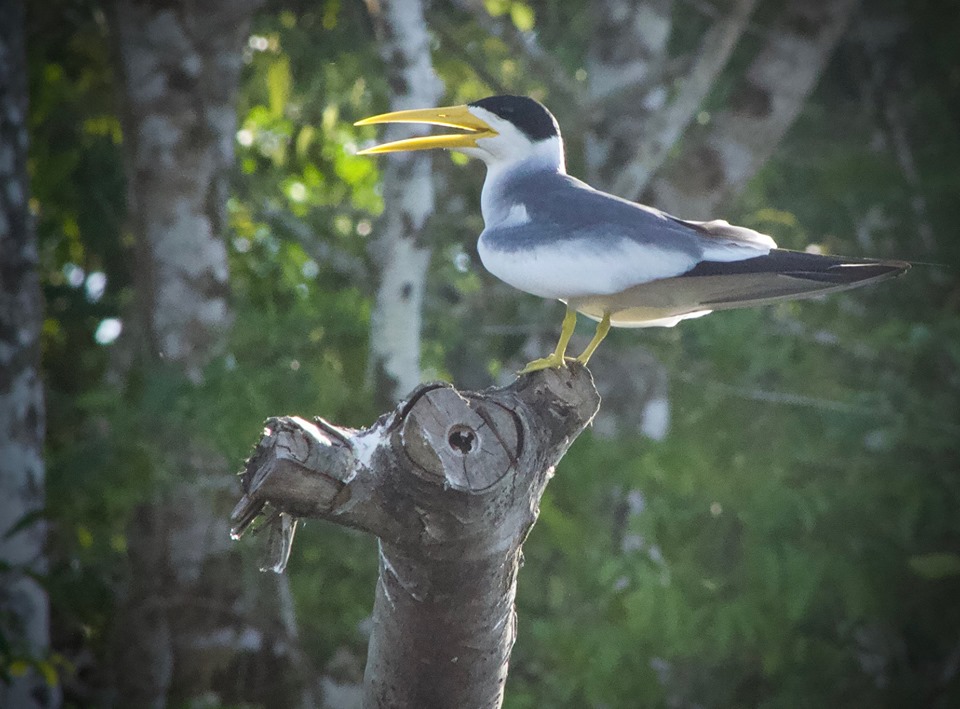 Walter x 2 Testimonial - Pacaya-Samiria Lodge - Amazon Tern.jpg