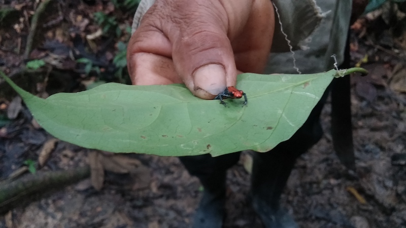 Walter x 2 Testimonial - Pacaya-Samiria Lodge - Poison Dart Frog.jpg