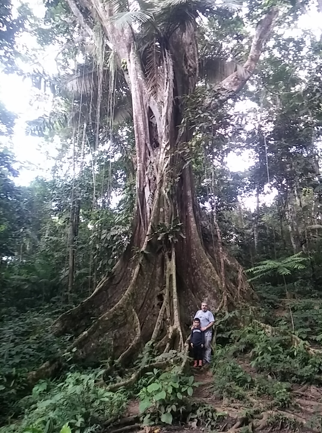 Walter x 2 Testimonial - Pacaya-Samiria Lodge - Ceiba Tree.jpg