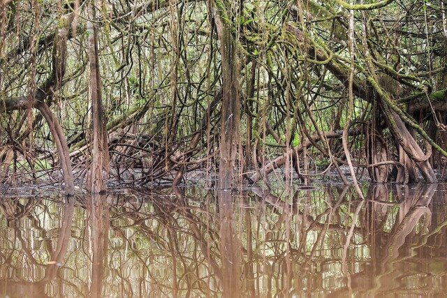 Tingana Reserve 3D - Amazon Rainforest - Tangle of Roots.jpg