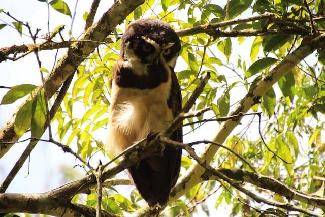 Tingana Reserve 3D - Amazon Rainforest by Canoe - Owl.jpeg