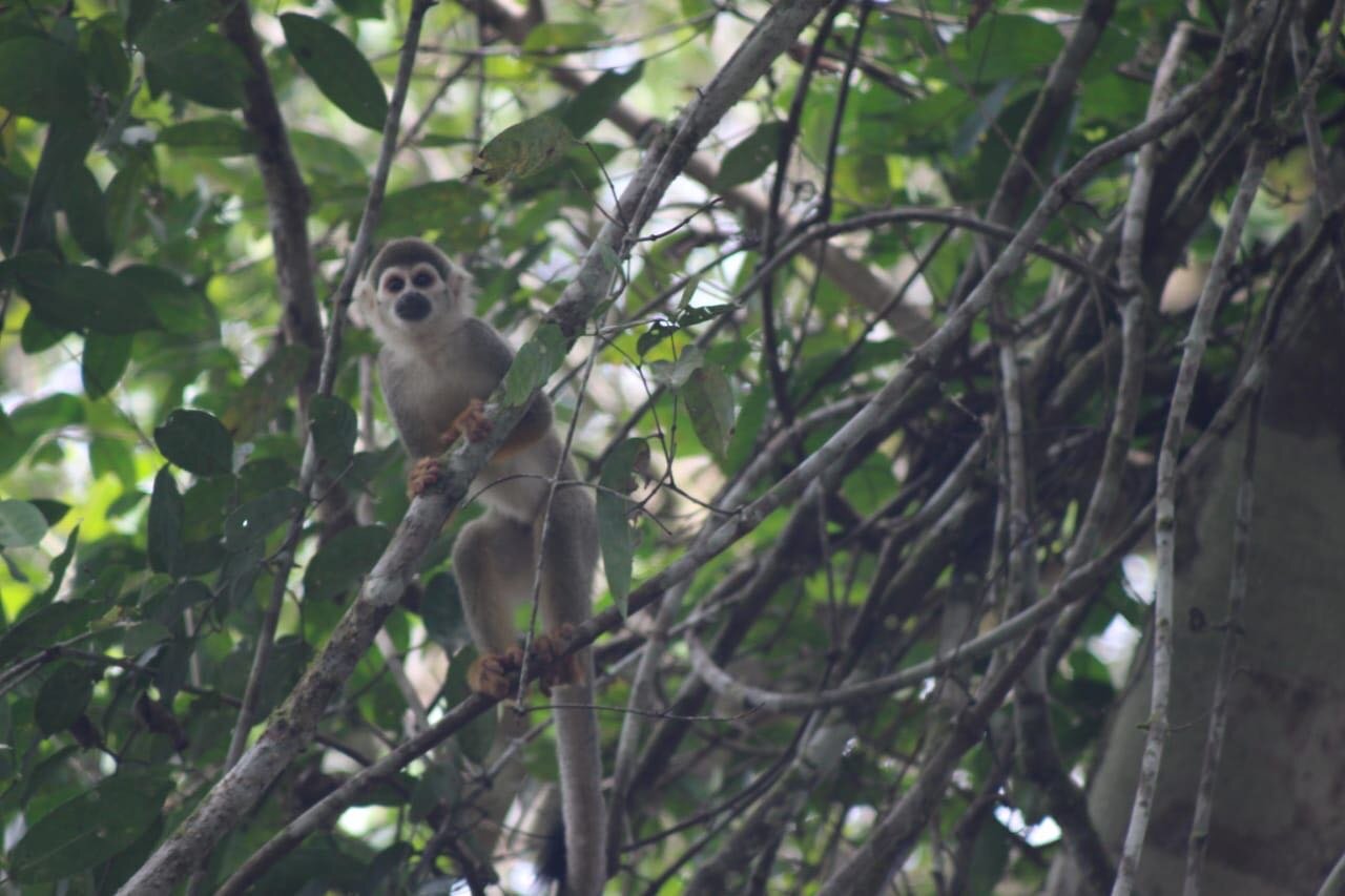 Tingana Reserve 3D - Amazon Rainforest by Canoe - Squirrel Monkey.jpeg