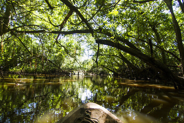 Tingana Reserve - Amphibious Rainforest - View from Canoe.jpg