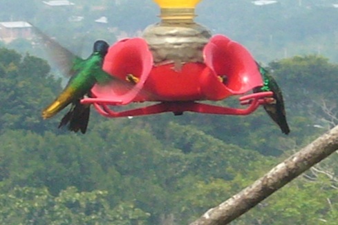 Waqinki Botanical Garden also attracts numerous hummingbirds.