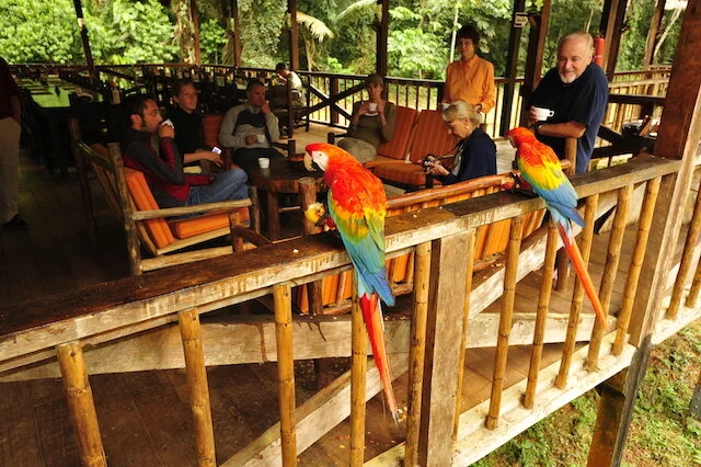 Tambopata Research Center - Rescued Macaws.JPG
