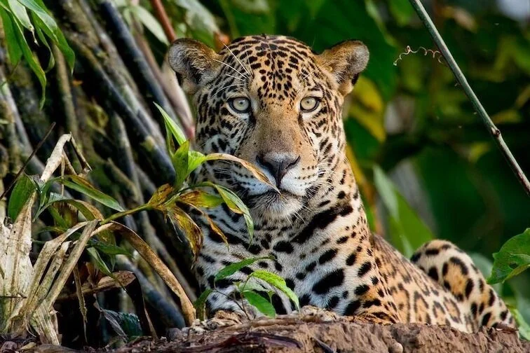 Tambopata+Research+Center+-+Lodge+%26+Activities+-+Mamiferos+-+Jaguar.jpg