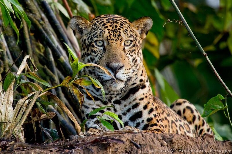 Southern Peru Amazon Lodges