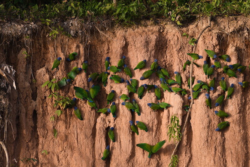 Fry & Burt - Southern Peru & Amazonia Trip - Tambopata Research Center - Blue-Headed Parrots at Clay Lick.jpg