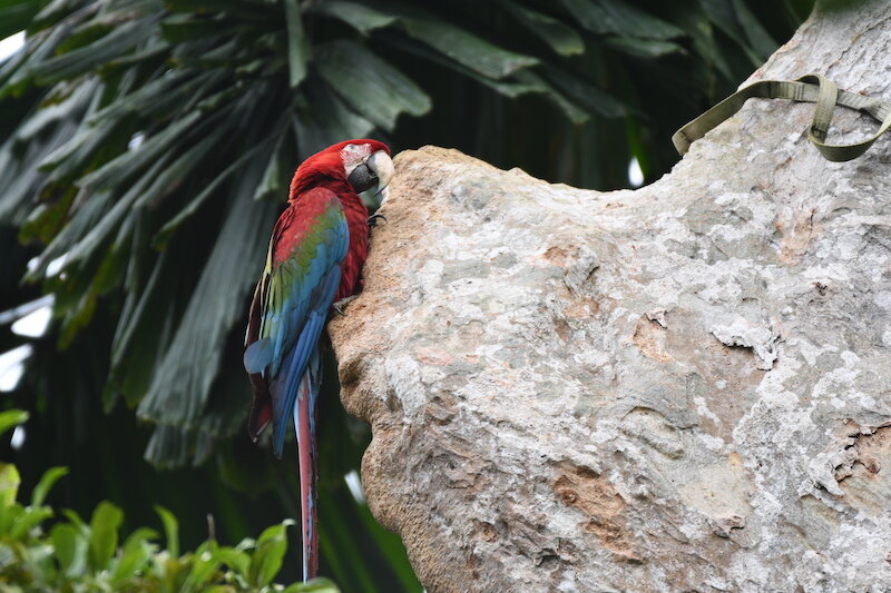 Fry & Burt - Southern Peru & Amazonia Trip - Tambopata Research Center - Macaw.jpg