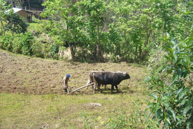 Chachapoyas to Kuelap Hike - Traditional Farming Practices - Levanto, Amazonas.JPG