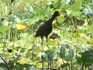 Liepold x 2 - Jacana - Grand Amazon Lodge.jpg