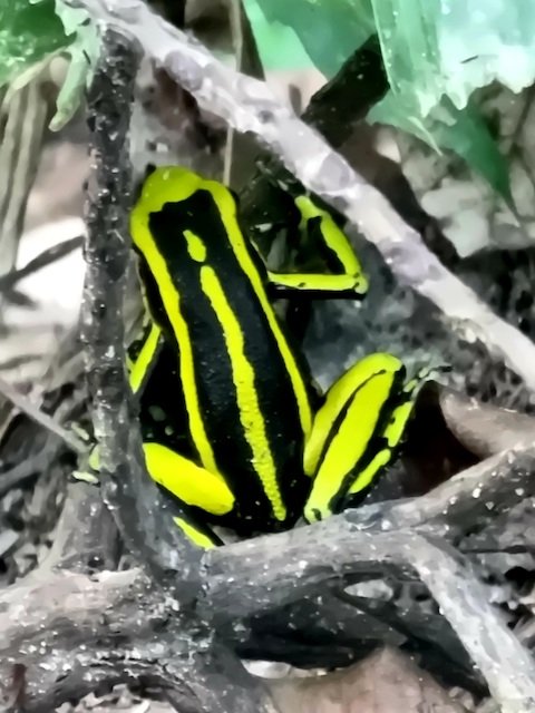 Binge x 2 - Gocta & Tarapoto Testimonial - Poison Dart Frog Close-Up, Cloud Forest.JPG