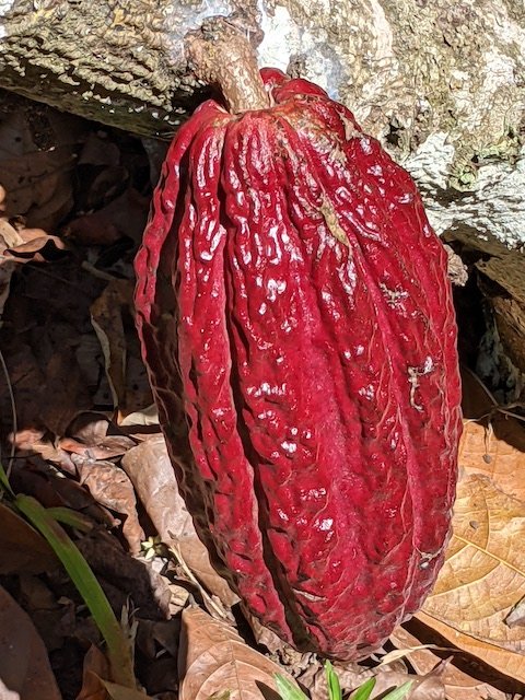 Binge x 2 - Gocta & Tarapoto Testimonial - Chasuta - Cacao Pod on Tree.JPG