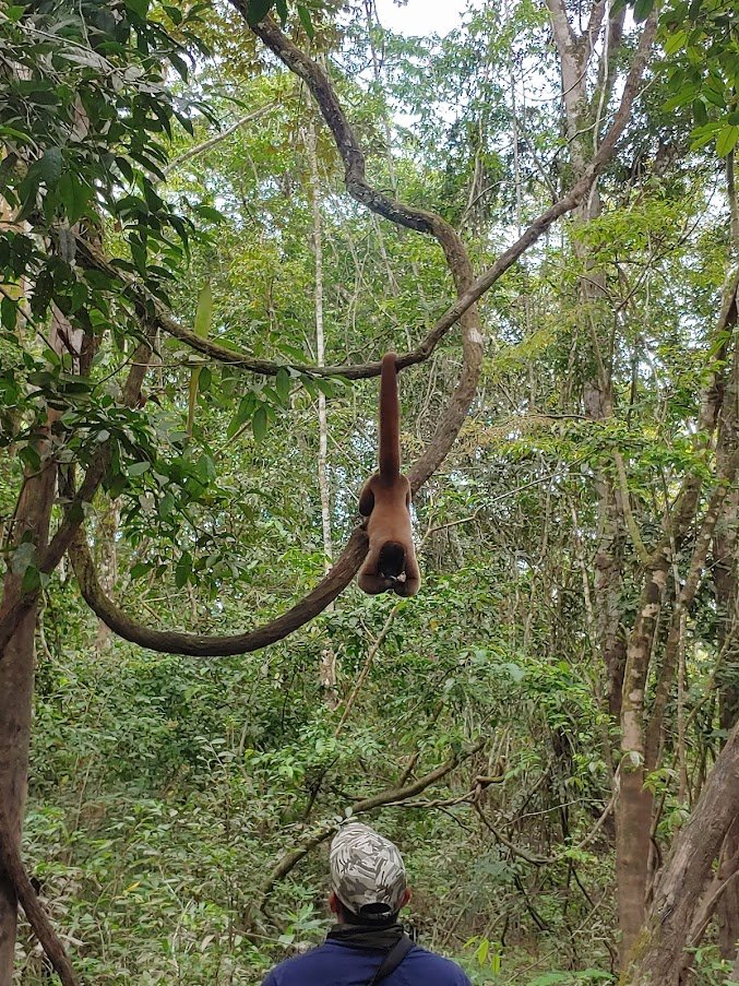 Thomas x 2 - Treehouse Amazon Lodge Testimonial - Monkey on Jungle Walk.jpg