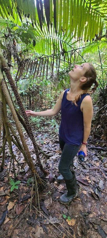 Wallen x 2 - Treehouse Amazon Lodge - Iquitos, Loreto - Walking Palm Tree.jpg