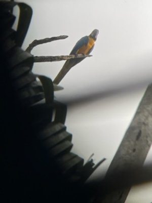 Fickie x 2 - Cusco & Hacienda Concepcion Amazon Lodge - Blue & Yellow Macaw.jpg