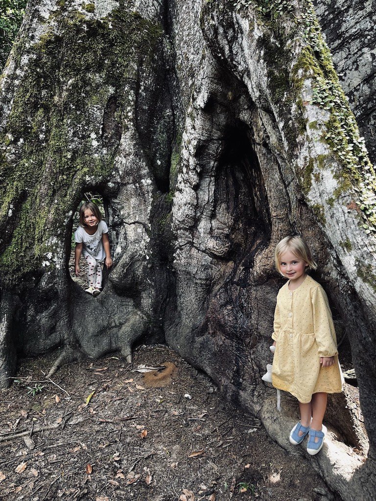 Wendelstadt x 5 - Juma Lodge & Bonito - Giant Amazon Tree.JPG