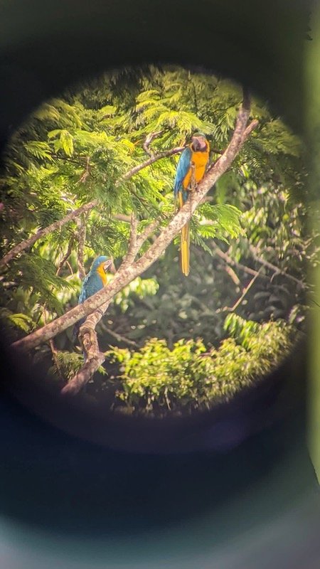 Nickolovska x 4 - Tambopata Research Center, Madre de Dios - Blue & Yellow Macaws Through Binoculars.jpeg