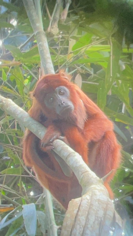 Nickolovska x 4 - Tambopata Research Center, Madre de Dios - Red Howler Monkey.jpeg