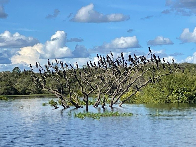 Juma Lodge, Manaus: Cormorants