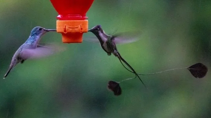 Hidden Chachapoyas - Marvellous Spatuletail Hummingbird