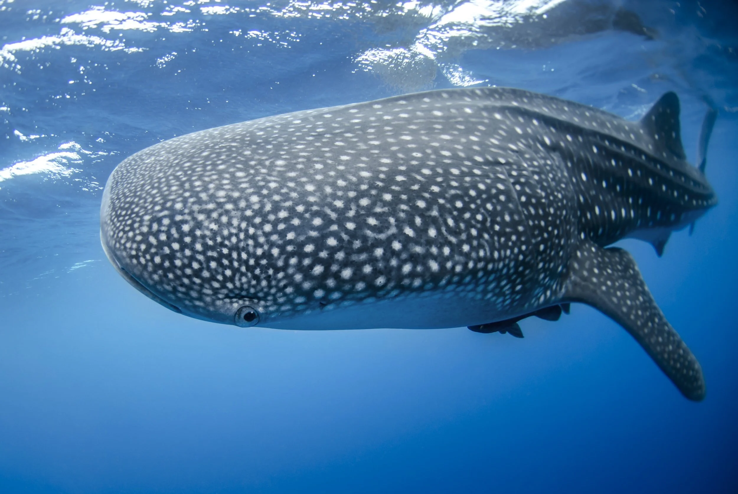 6 Facts about Whale Sharks