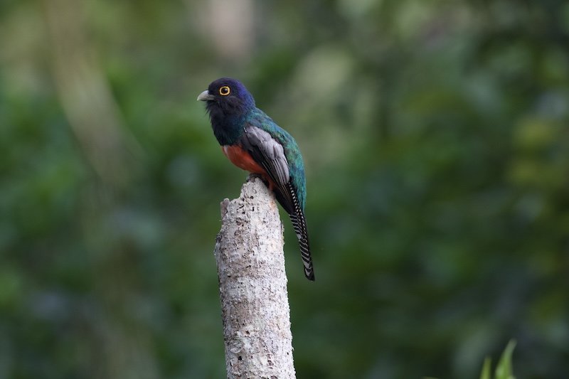 Groth-Andersen x 2 - Lima & Northern Peru Birding - Blue-Crowned Trogon.jpeg