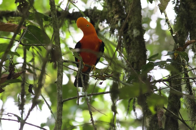 Groth-Andersen x 2 - Lima & Northern Peru Birding - Cock-of-the-Rock.jpeg