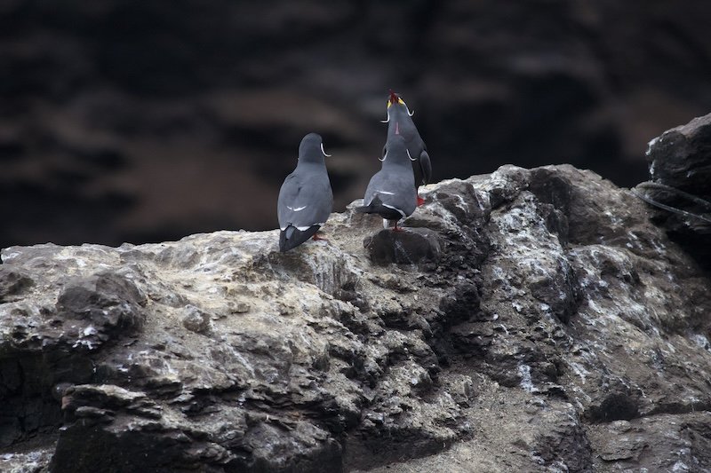 Groth-Andersen x 2 - Lima & Northern Peru Birding - Inca Terns.jpeg