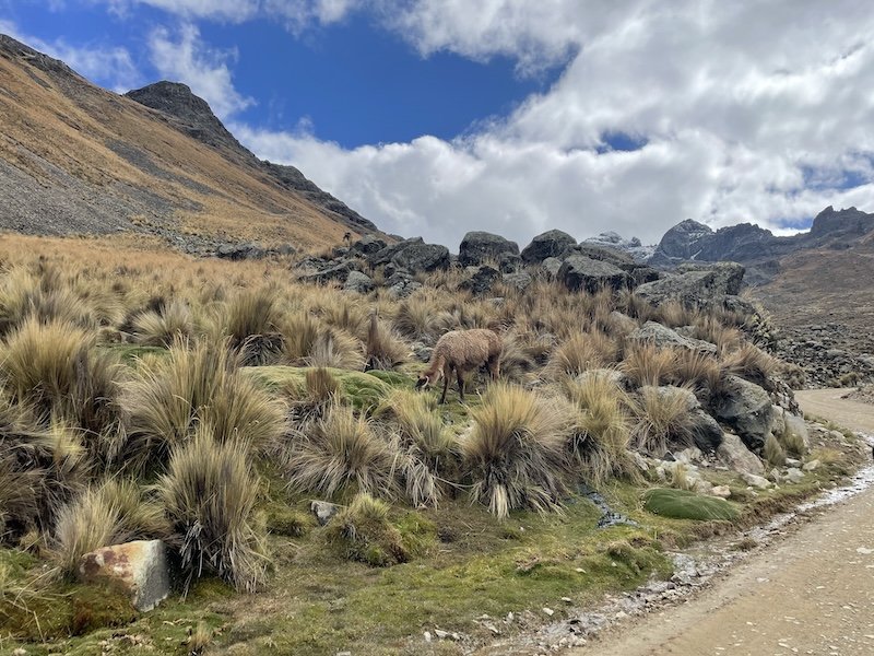 Groth-Andersen x 2 - Lima & Northern Peru Birding - Llama in Santa Eulalia Valley.jpeg