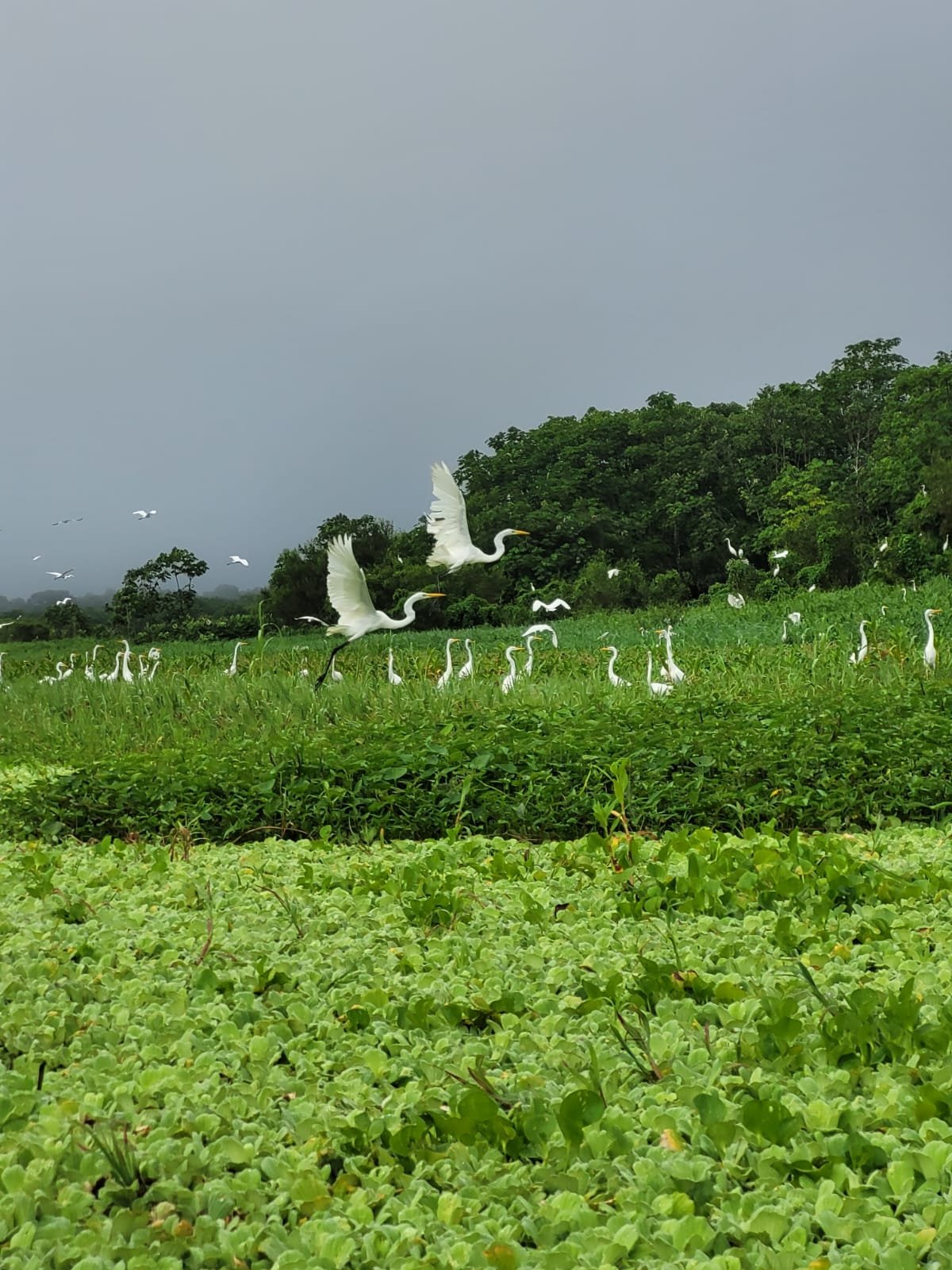 Nixon x 1 - Rio Amazonas Research Station - Rio Yarapa, Loreto - Herons in flight.jpeg