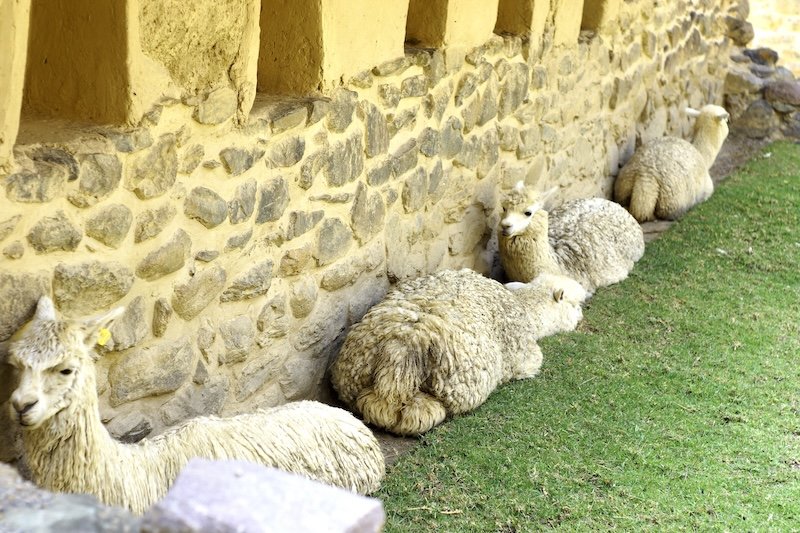 Miller x 2 - Cusco & Rio Amazonas Research Station - Alpacas.JPG