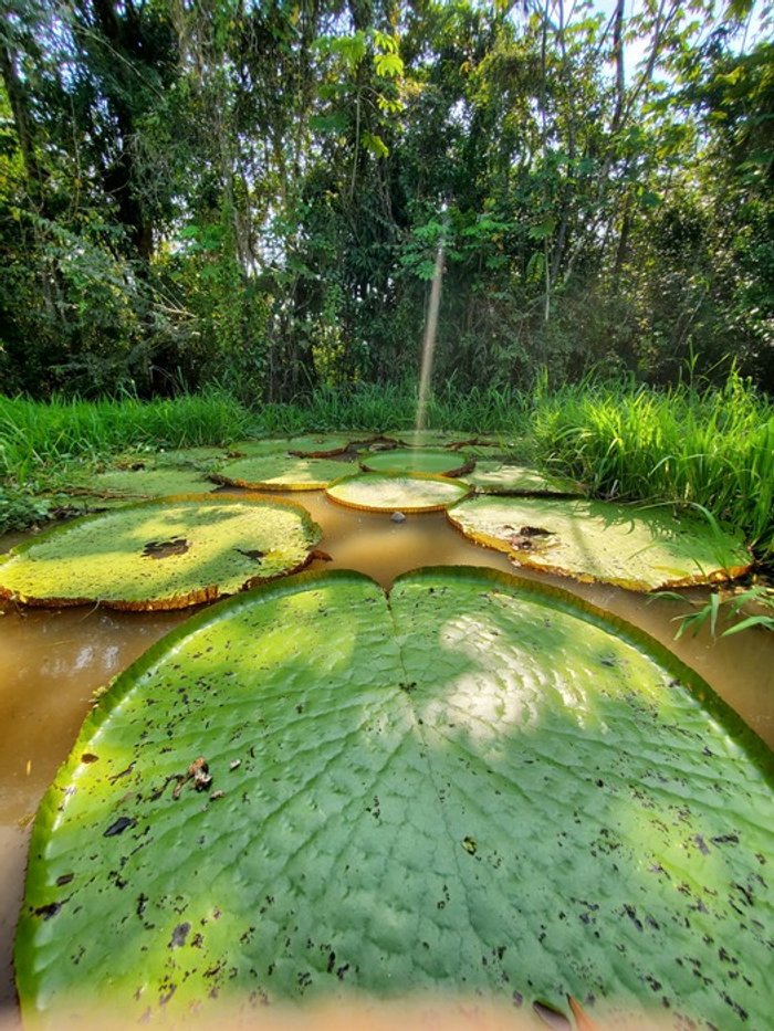 Collins & Alvarez - Muyuna Amazon Lodge, Loreto - Victoria Regia Water Lillies.jpg