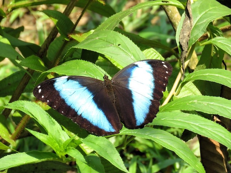 Murphy Butterfly