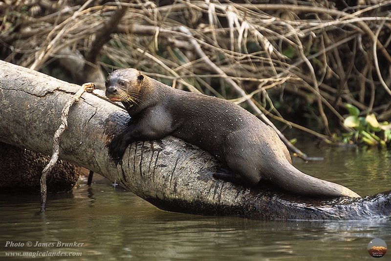 9 Facts about Giant Amazon Otters