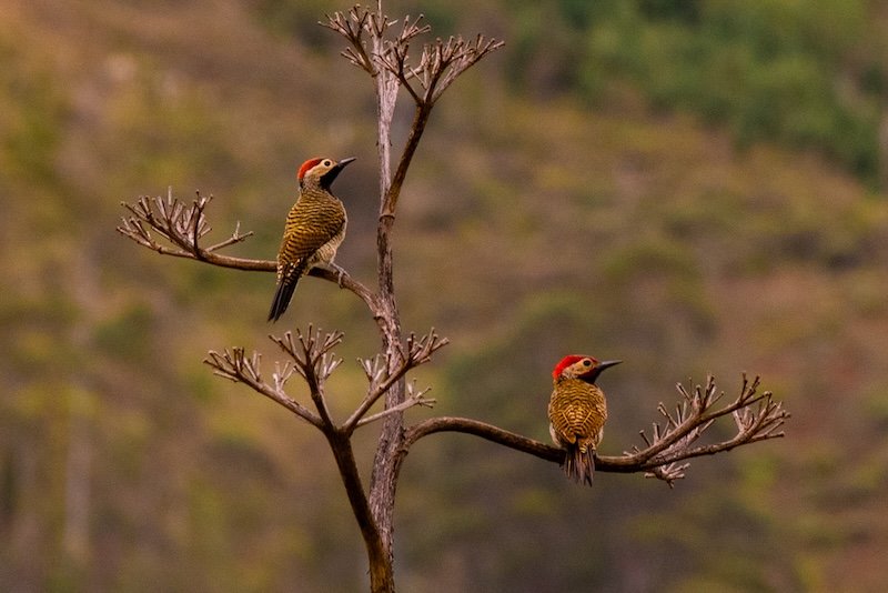 Benham x 2 - Hidden Chachapoyas - Green Woodpeckers.jpg