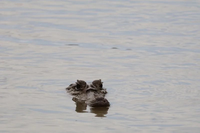 Stevens x 2 - Tambopata Research Center - Black Caiman.JPG