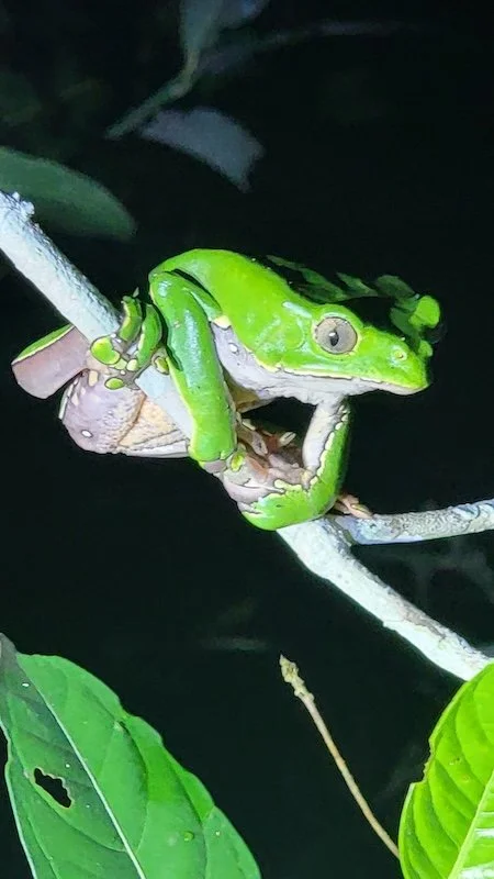 Stevens x 2 - Tambopata Research Center - Giant Waxy Tree Frog.jpg